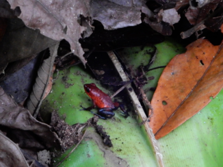 Costa Rica - Eén van de vele kikkertjes