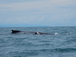 Costa Rica - Bultrugwalvis met jong