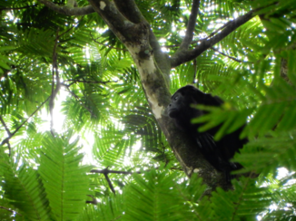 Costa Rica - Brulaap in Tortuguero