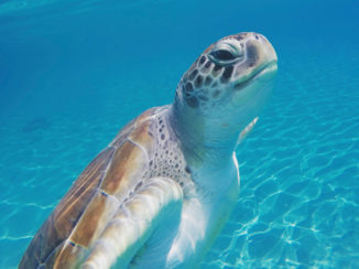 Curaçao - Passerende schildpad tijdens snorkelen
