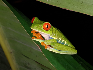 Riksja Costa Rica - red-eyed tree frog