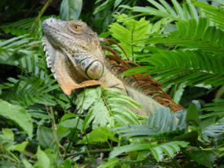 Riksja Costa Rica - Tortuguera