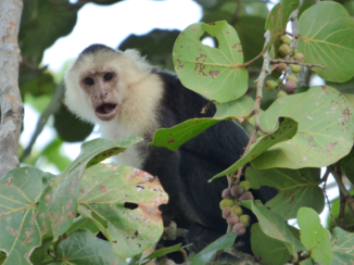 Riksja Costa Rica - Kapucijnaap