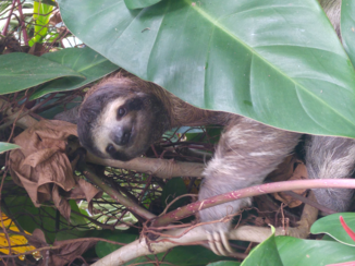 Riksja Costa Rica - Luiaard