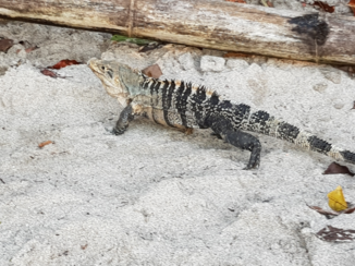 Costa Rica - Iguana