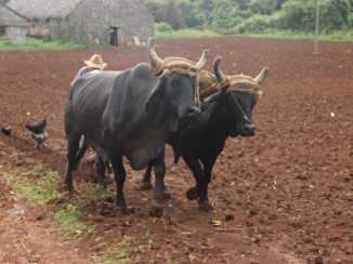 Viñales Valley - de koeien voor de eg
