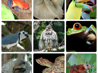 Rondreis hoogtepunten Costa Rica - Hoogtepunten