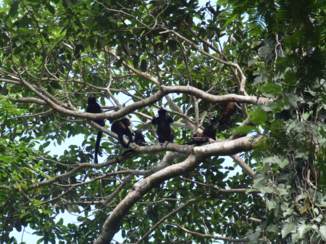 Costa Rica - Wakker worden! 5.30u 's ochtends, joooo gezellig :-)