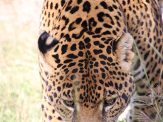Oaxacakust - Jaguar 1