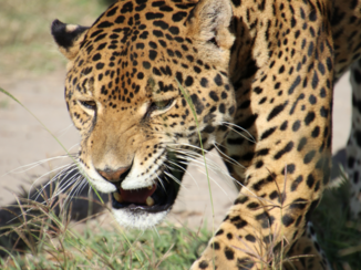 Oaxacakust - Jaguar 2