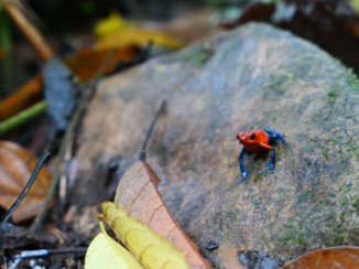 Costa Rica in drie weken