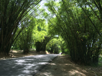 Jamaica - Bamboo Avenue , St Elisabeth