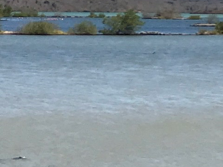 Curaçao - Flamingo’s