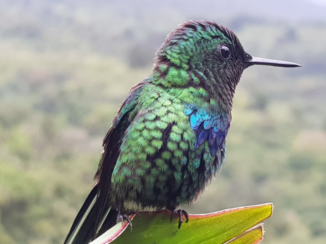 Costa Rica in drie weken