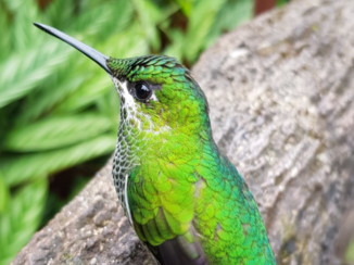 Costa Rica in drie weken