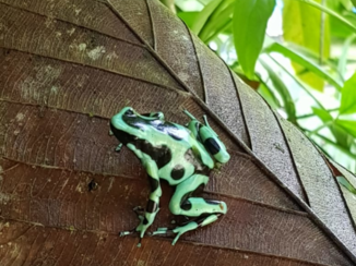 Costa Rica in drie weken