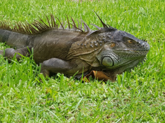 Costa Rica in drie weken