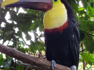 Costa Rica in drie weken