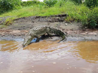 Costa Rica in drie weken