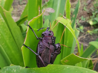 Costa Rica in drie weken