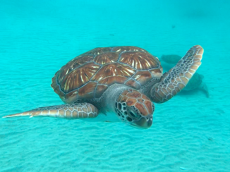 Curaçao - Westpunt, Curacao