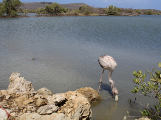 Curaçao - San Willibrordus, Curacao