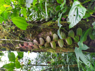 Monteverde Cloud Forest Reserve