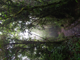 Monteverde Cloud Forest Reserve