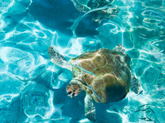 Curaçao - Zeeschildpadden