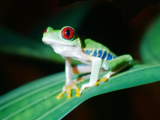 Costa Rica - Roodoogmakikikikker