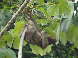 Costa Rica - Luiaard