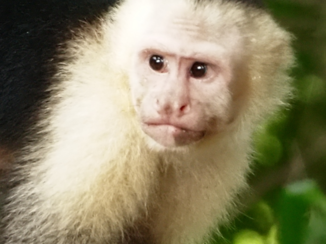 Costa Rica - Kapucijner aap