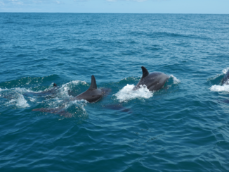 Costa Rica - Dolfijnen