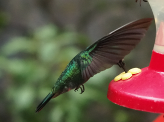 Costa Rica - Kolibrie