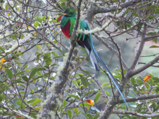 San Gerardo de Dota - Quetzal