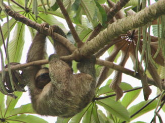Costa Rica - Luiaard