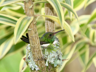 Costa Rica - Broedende kolibrie