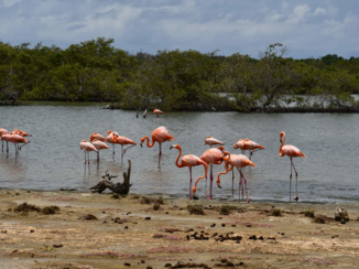 Bonaire - Flamingo's