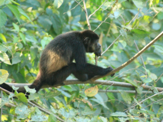 Costa Rica in drie weken