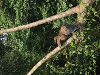 Costa Rica - Tortuguero brown heron