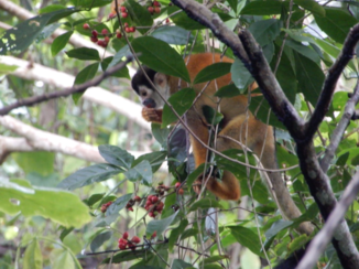 Costa Rica in drie weken
