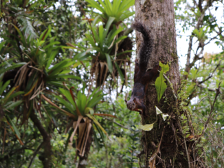 Sarapiqui - Eekhoorn