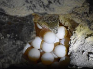 Costa Rica - Schildpad Tortuguero