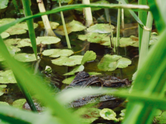 Costa Rica - Kaaiman Tortuguero