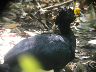 Costa Rica in drie weken