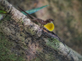 Costa Rica in drie weken