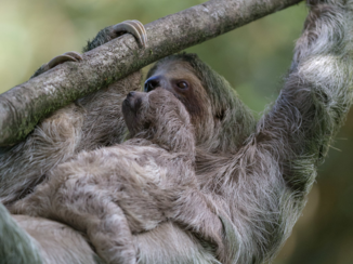 Costa Rica - Luiaard met jong