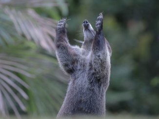 Costa Rica - Hands up for Costa Rica!!!