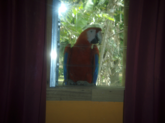 Costa Rica in drie weken