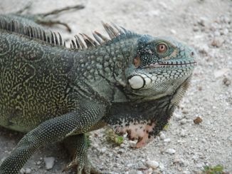 Curaçao - Prehistorisch!